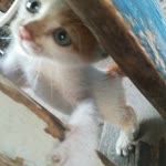 Yigit