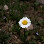 Nurcan