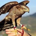 Kaya