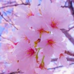 Bengisu