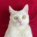 Şahin