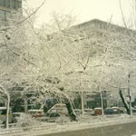 Özgür