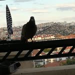 Nurettin