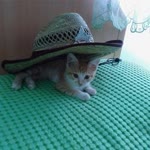 Atilla