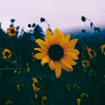 Axa