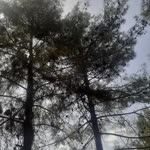 Ebubekir