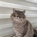 Duygu