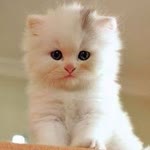 Ayse