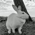 Ali