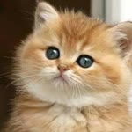Aliye