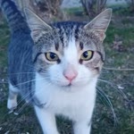 Duygu