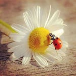 Merve