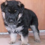 Burak
