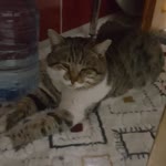 Nejla