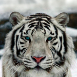 Onur