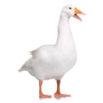 Serdar