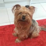 Yeliz