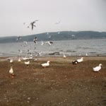 Kabiye