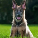 Tolga