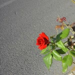 S. Nur