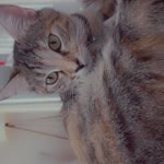 Buse