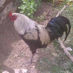 Halıl