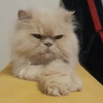 Arzu