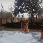 Turgut