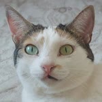 Barış