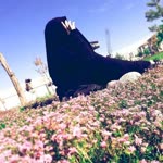 Rabia