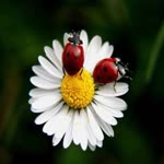 Özlem