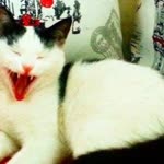 Emel