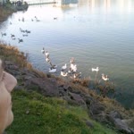 Temel