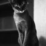 Damla
