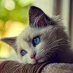 Furkan