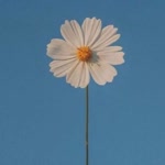 Elif