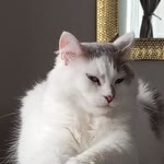 Nur