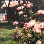 Özge