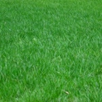 Gürkan