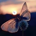 Meryem