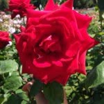 Halima