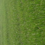 Feyzi