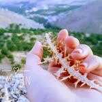 Yasemin
