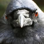 Hasan