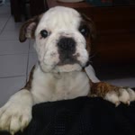 Rodrigo
