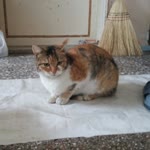 Erdi