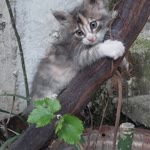 Hasan