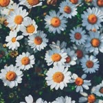 Daisy