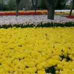 Meryem