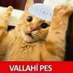 Bulut